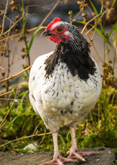 Free range Sussex Chicken