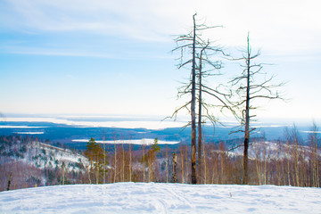 Fototapeta na wymiar dead trees in the Ural mountains in winter