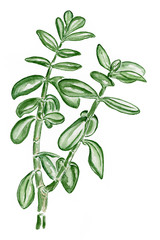 crassula watercolour green pot plant