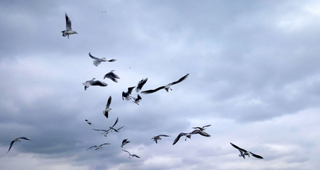 A flock of seagulls on cloudy sky background