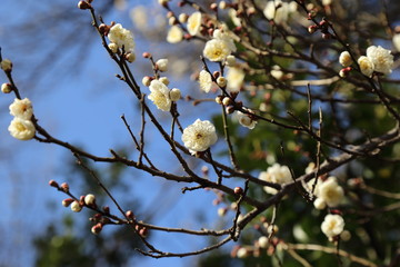 Japanese Plum Blossom / Japanese Plum Blossom is one of Japanese traditional spring features. It is as familiar as  cherry blossom.