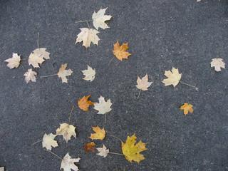 Autumn leaves on the sidewalk