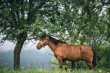Horse stands under the tree with mountains at the background