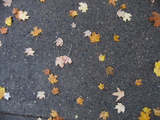 Fototapeta premium Autumn leaves on the sidewalk