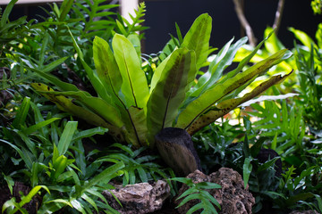 Green Asplenium nidus is an epiphytic species of fern in garden