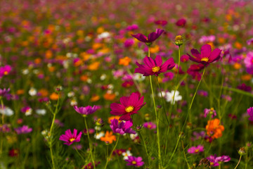Obraz premium Beautiful multicolored flowers field, romantic flower background and wallpaper, enchanting and charming environment made of flowers using a palette of pastel colors creating a fresh and pretty impact 