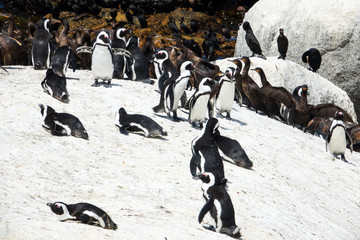 Penguins (Spheniscus demersus) and Cape cormorant birds (Phalacrocorax capensic) at Boulders Beach, South Africa