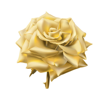 Gold Rose.
Hand Drawn Vector Illustration Of An Open Rose With Glowing Petals Made Of Gold, On Transparent Background.