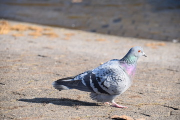 Eine Taube lebt an dem Fluss Lahn bei Marburg im Ufergebiet und hofft auf Fütterung.
