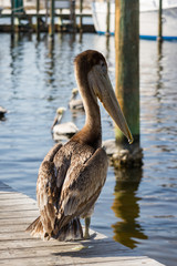 Pelican on a dock