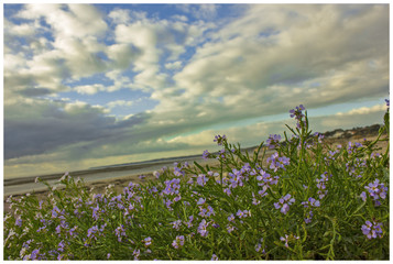 beach with flower