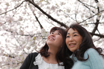 Naklejka premium 満開の桜と女性二人