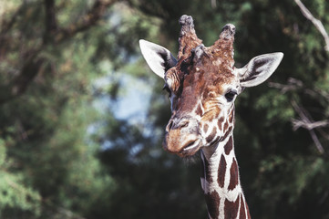 Close up girafe