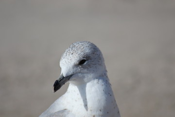 Seagull