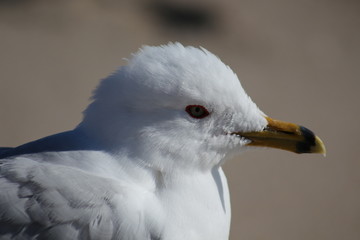 Seagull