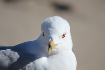 Seagull
