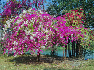 Naklejka premium beautiful Bougainvillea flowers in summer outdoor