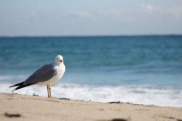 Fototapeta premium Seagull