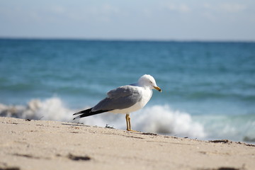 Seagull