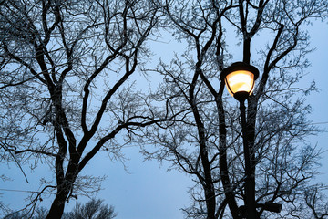 Trees silhouette and street light at dark winter evening in city park.