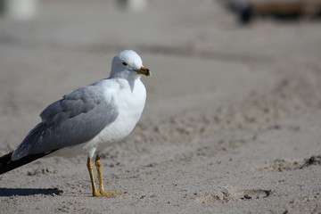 Fototapeta premium Seagull