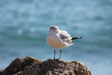 Seagull
