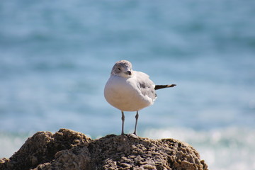 Seagull