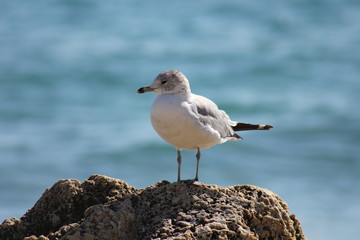 Seagull