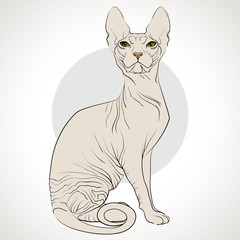 cat of breed the Sphinx on a grey background