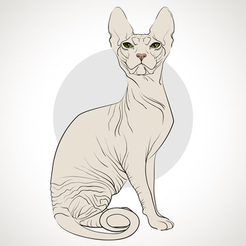 cat of breed the Sphinx on a grey background
