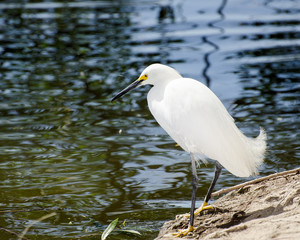 Snowy Egret (Egretta thula) at the Sepulveda Basin Wildlife Reserve, Van Nuys, CA, USA