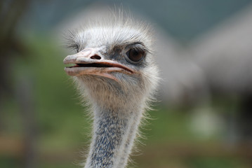 Feathers Sticking Up Around the Face of an Ostrich