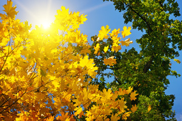 tree branches and yellow autumn leaves against the blue sky and sun