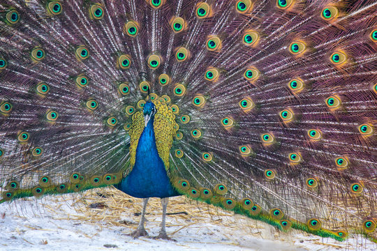 Closeup of peacock with big tail