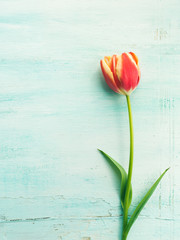 Spring easter tulip floral minimal pastel color background with copy space. Top view