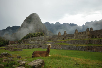 MACHU PICCHU - PERU': llama intent to rest in the ruins of the ancient Mayan city © mazzamazza