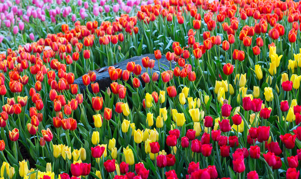 Flower tulips background. Beautiful
