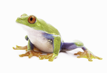 red eyed tree frog isolated on white