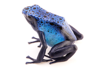 poison dart frog, Dendrobates Azureus isolated on a white background. Poisonous tropical animal.