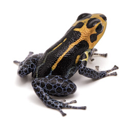poison dart frog, Ranitomeya imitator, Yumbatos. A small poisonous rain forest animal from the tropical Amazon rain forest in Peru. Isolated on white background
