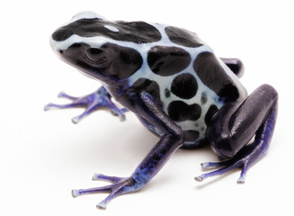 White poison dart frog, Dendrobates tinctorius oyapok, French Guyana. Macro of a poisonous Amazon rain forest animal. Isolated on white background..