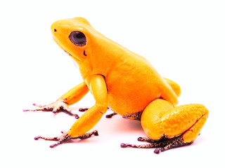 most poisonous poison dart frog, Phyllobatee terribilis, toxic animal from the Amazon rain forest