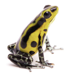 Poison dart frog, an amphibain with vibrant yelllow. Tropical poisonous rain forest animal, Oophaga pumilio isolated on a white background.