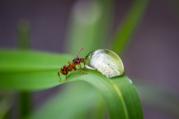 Ameise beim trinken