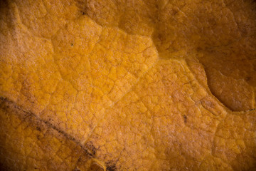 Yellow autumn leaf as a background texture 