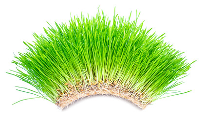 Young fresh sprouts of green grass with roots on a white background. © leventina
