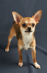 Obraz premium One puppy of Chihuahua