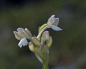 Bory's Anacamptis (Anacamptis boryi), Crete