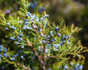 Juniper branch with female cones