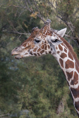 Girafe